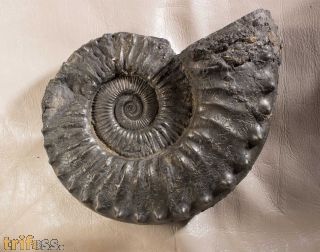 Peltoceras athleta (Philips 1829)