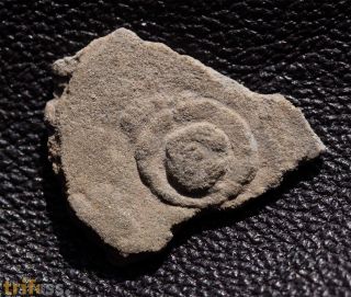 Cyclomedusa delicata Fedonkin, 1981