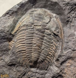 Eccaparadoxides pusillus (Barrande, 1846)