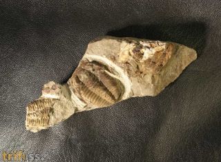 Euloma sp.