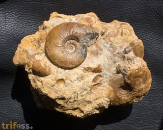 Kepplerites toricelli (Oppel)