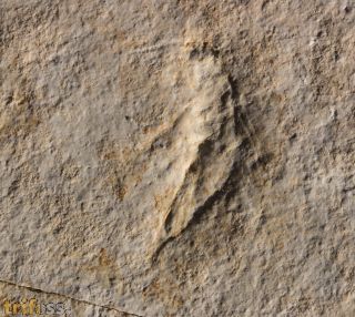 Myrmicium nanus (HANDLIRSCH, 1906)