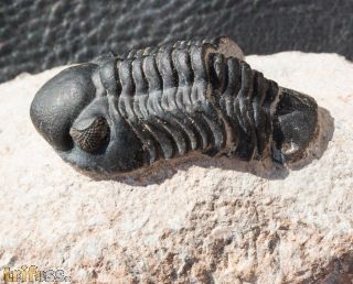Reedops pembertoni (McKellar et.al. 2009)