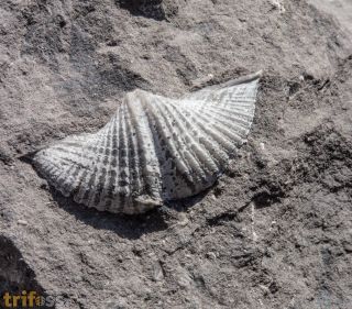 Tylothyris laminosa (McCoy, 1841)