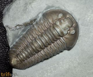 Flexicalymene meeki (FOERSTE, 1910)