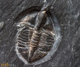 Ampyx linleyensis WHITTARD, 1955