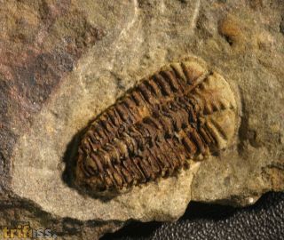 Placoparia cf.  zippei  (BOECK, 1827)