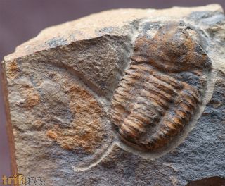 Kingaspis sarhroensis GEYER 1990 & Forfexicaris sp.