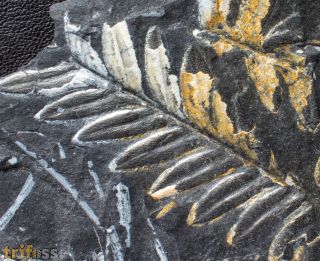 Alethopteris serli  (Brongniart, 1828)