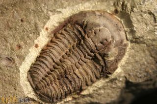Euloma sp.