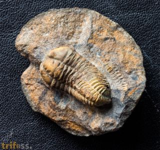 Colpocoryphe cf rouaulti HENRY, 1970