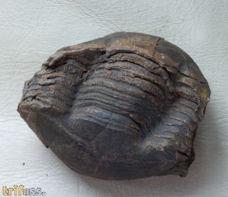 Stenopareia nexilis (Salter, 1867)
