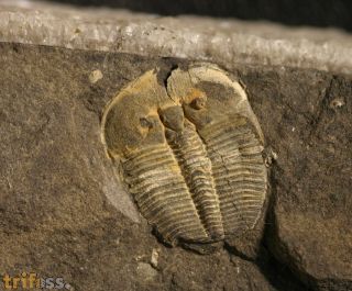 Aulacopleura konincki