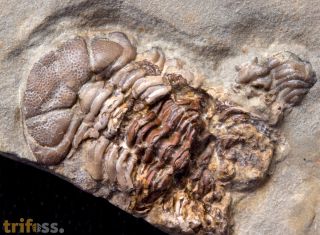 Trimerocephalus caecus (Grich, 1896)