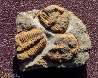 Ctenocephalus coronatus (Barrande, 1846)