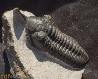 Morocconites sp.