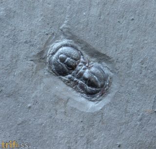 Ptychagnostus atavus (Tullberg, 1880)