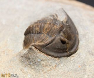 Tropidocoryphe sp.