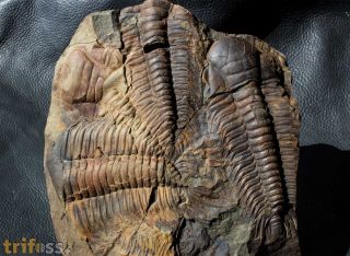 Paradoxides gracilis (BOECK, 1827)