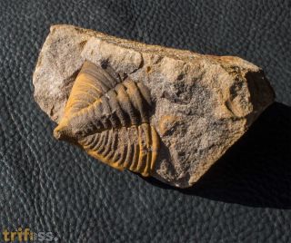 Dalmanitina socialis (BARRANDE, 1846)