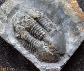 Ectillaenus  perovalis (Murchison, 1839)