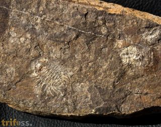 Miraspis mira (BARRANDE, 1846)