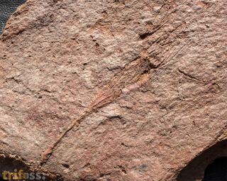 Ascocystites sp.