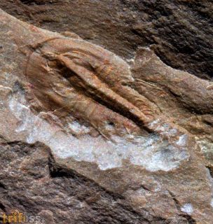Olenellus terminatus (Palmer, 1998)