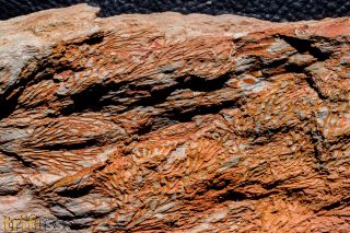 Chasmatopora cf hypnoides (Sharpe, 1853)
