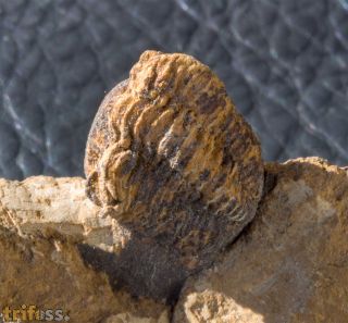 Morocops (Lahnops) steinmeyeri (Basse & Mller, 2016)