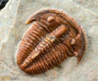 Bolaspidella housensis (WALCOTT, 1886)