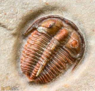 Bolaspidella cf  housensis (WALCOTT, 1886)