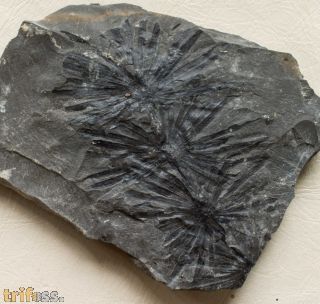 Annularia spinulosa Sternberg, 1822