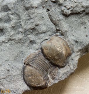 Bumastus ioxus (Hall, 1852)