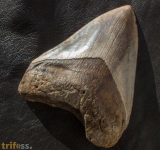 Carcharocles megalodon (Agassiz, 1843)