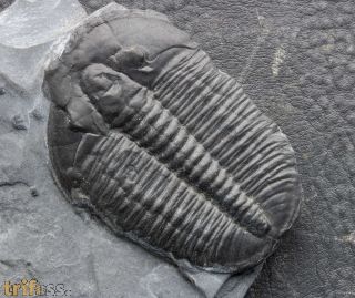 Elrathia kingi (Meek 1870)