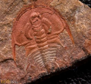 Olenellus gilberti (Meek in White, 1874)