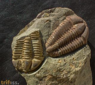 Conocoryphe cirina (Barrande, 1846)