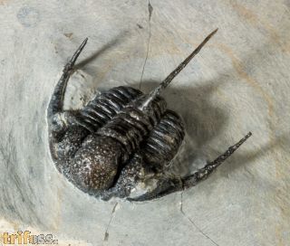 Cyphaspis cf barrandei Hawle & Corda, 1847