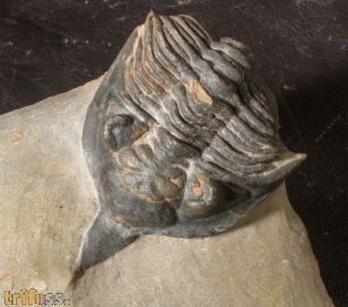 Minicryphaeus giganteus Bignon et al. 2014