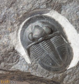 Cyberella lemkei BASSE, 2004