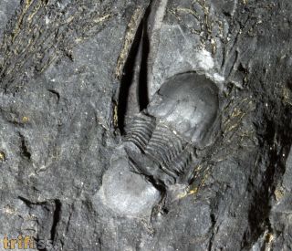 Vysocania iberica (Hammann, 1976)