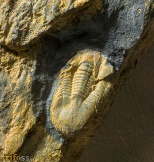 Vysocania iberica (Hammann, 1976)