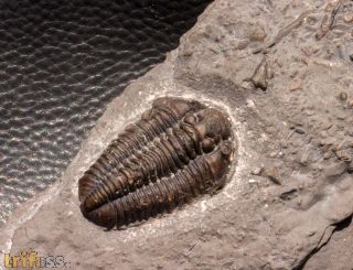 Calymene niagarensis (Hall, 1852)