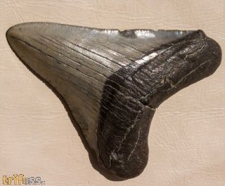 Carcharocles megalodon (Agassiz, 1843)