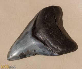 Carcharocles megalodon (Agassiz, 1843)