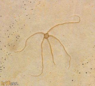 Geocoma carinata GOLDFUSS