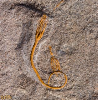 Caleidocrinus multiramus (Waagen et Jahn, 1899)