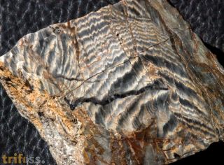 Stromatolith ?Aspetia aff. digitata a (Grey 1984)