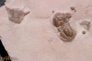 Itagnostus interstrictus (WHITE, 1874)